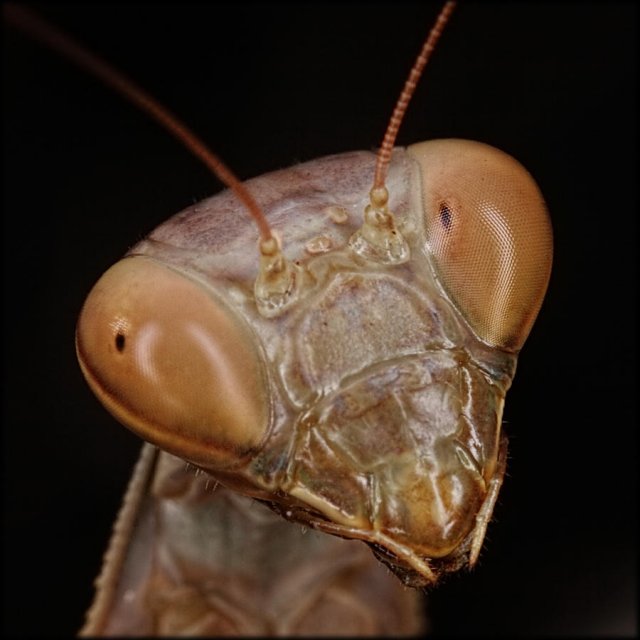 Y un retrato de la misma mantis.