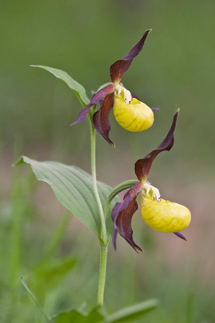 Zapatotos de dama