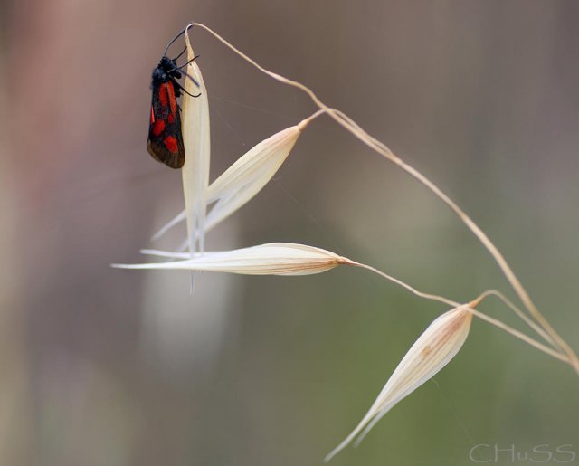 Zygaena