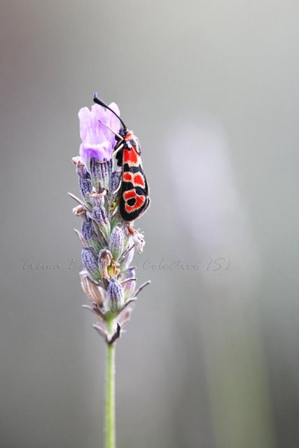 Zygaena