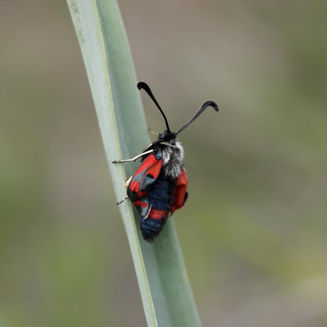 Zygaena rhadamanthus II