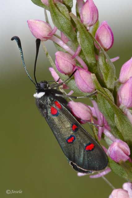 Zygaena trifolii