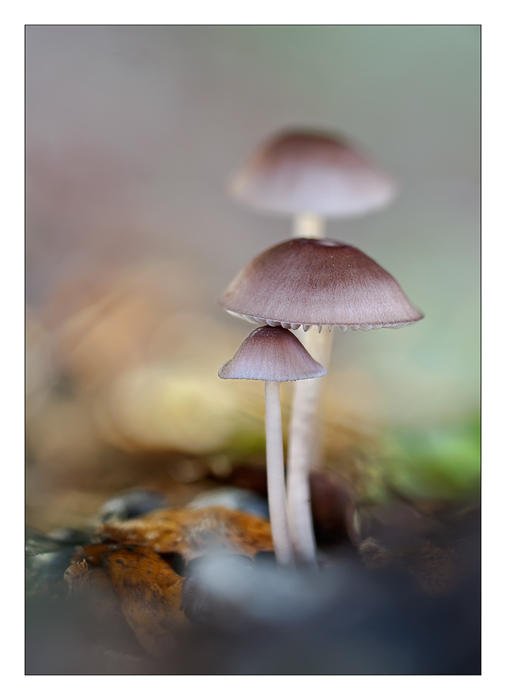 Mycena seynesii (Alex Alonso) Mycena seynesii (Alex Alonso)