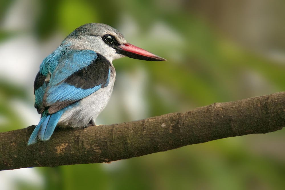 Alción senegalés (Woodland Kingfisher) (Salvador Solé Soriano) Alción senegalés (Woodland Kingfisher) (Salvador Solé Soriano)