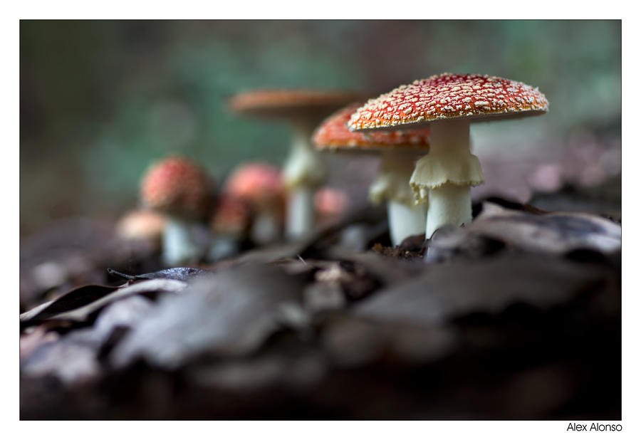 Amanita muscaria (Alex Alonso) Amanita muscaria (Alex Alonso)