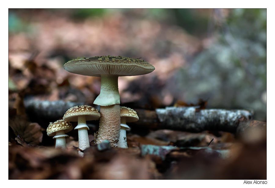 Amanita rubescens (Alex Alonso) Amanita rubescens (Alex Alonso)