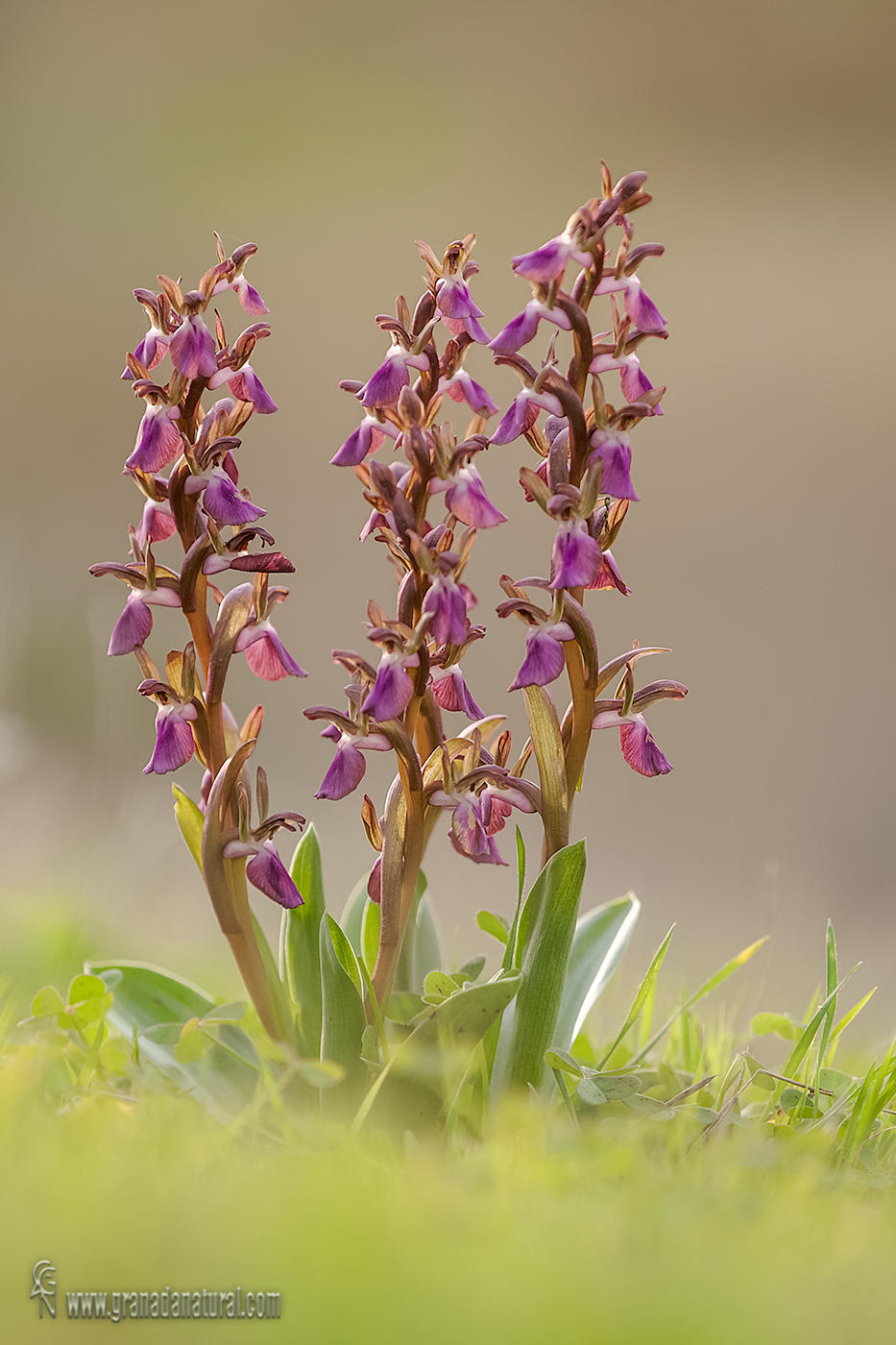 Anacamptis collina ( Orquídea pobre) de Lucas Gutierrez Jiménez | fotored.es