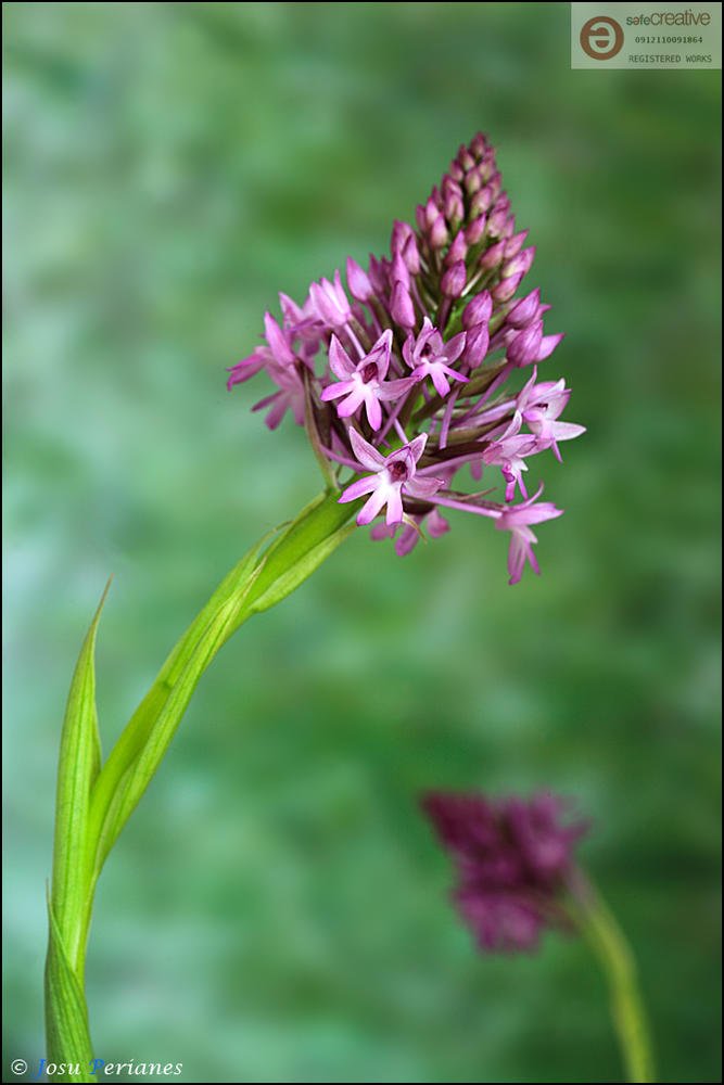 Anacamptis pyramidalis (Josu Perianes) Anacamptis pyramidalis (Josu Perianes)