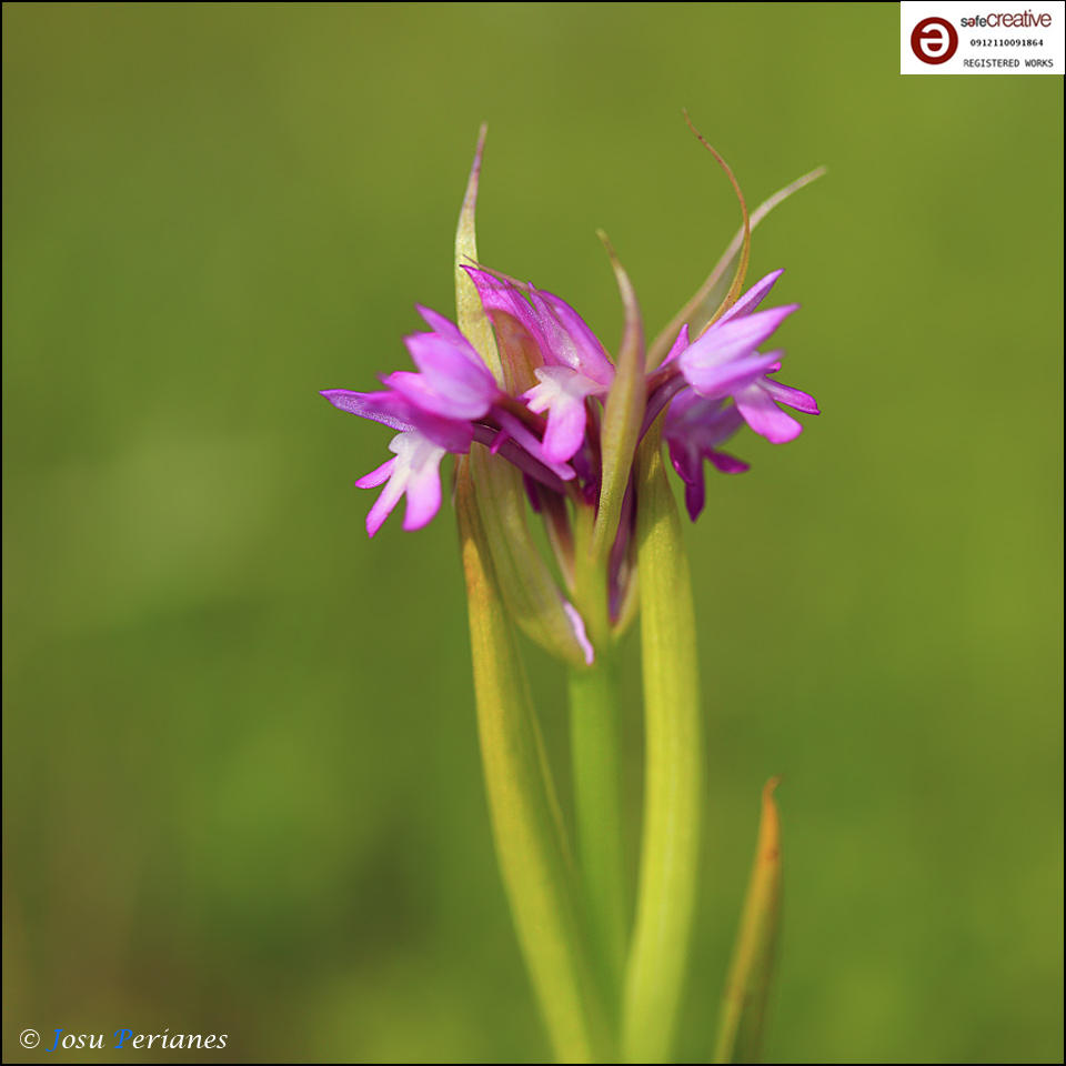Anacamptis pyramidalis (Josu Perianes) Anacamptis pyramidalis (Josu Perianes)
