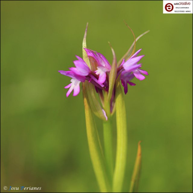 Anacamptis pyramidalis
