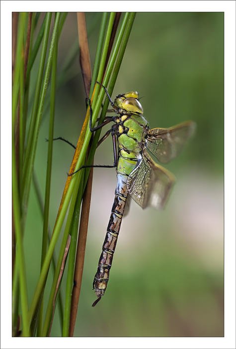 Anax imperator (Alex Alonso) Anax imperator (Alex Alonso)