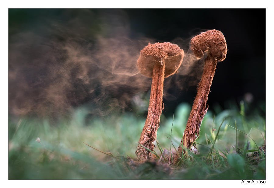 Battarrea phalloides (Alex Alonso) Battarrea phalloides (Alex Alonso)