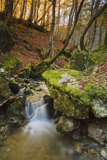 Bosque de Vagabaxu.