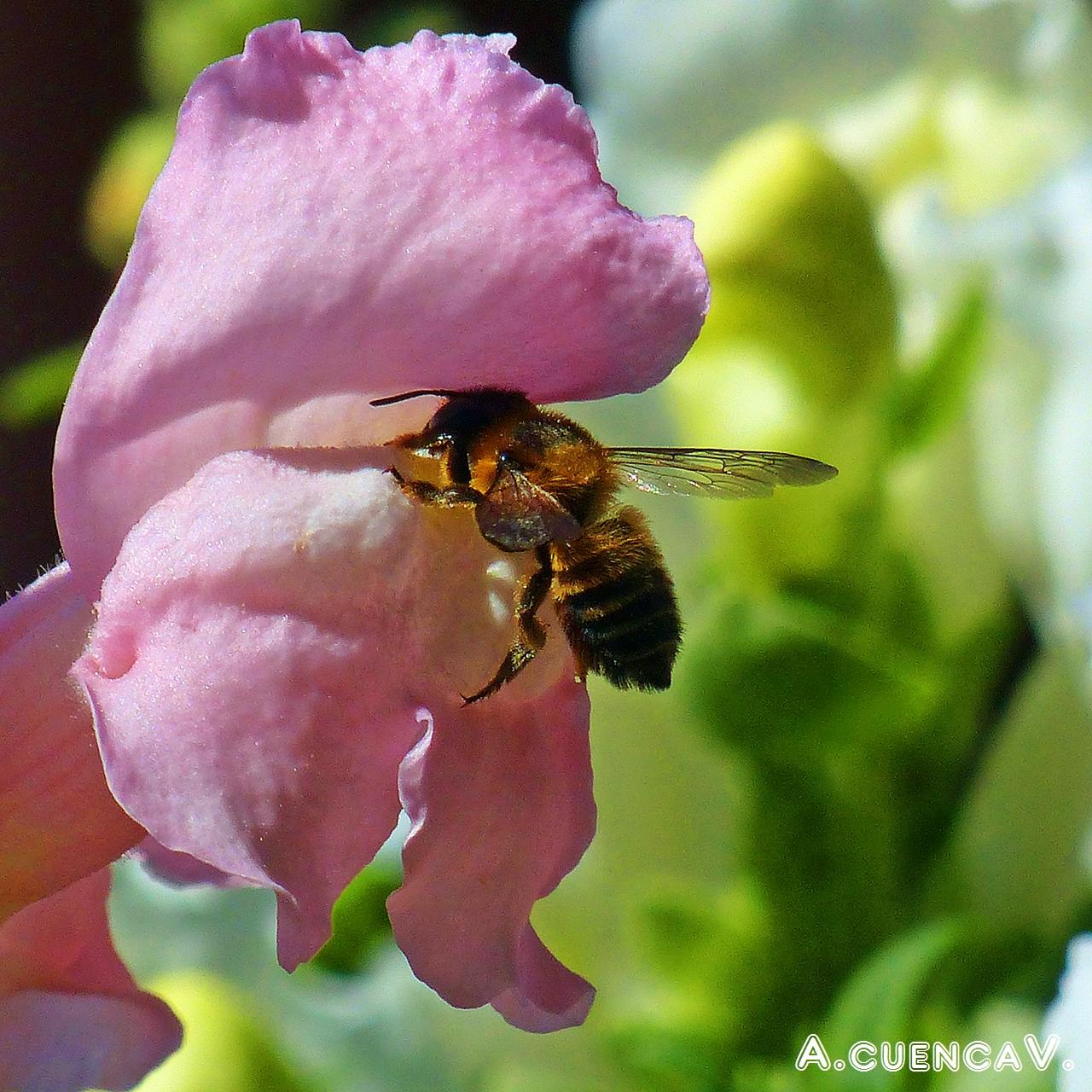 buscando el nectar. (Antonio Cuenca. vaya) buscando el nectar. (Antonio Cuenca. vaya)
