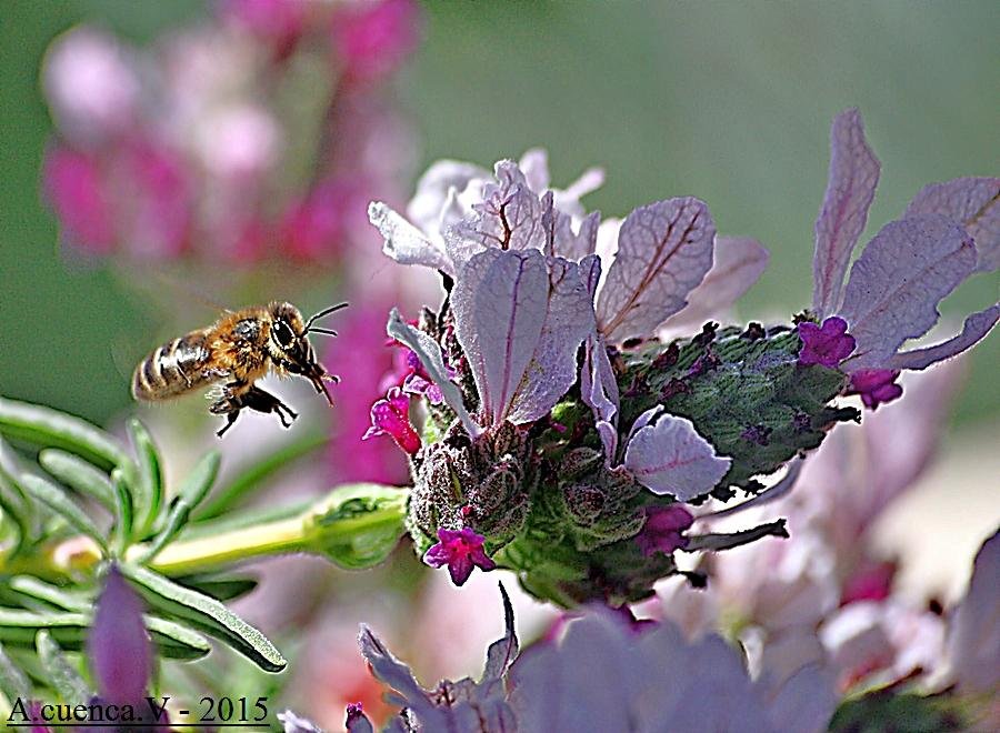 buscando el nectar (Antonio Cuenca. vaya) buscando el nectar (Antonio Cuenca. vaya)