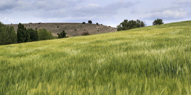 Campo de trigo.