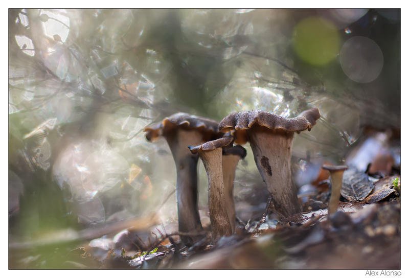 Cantarellus cornucopioides (Alex Alonso) Cantarellus cornucopioides (Alex Alonso)