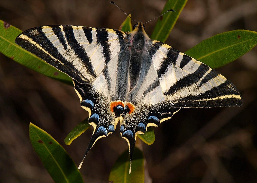 Chupaleche (Iphiclides podalirius) de Jesús Barreda Carbó | fotored.es