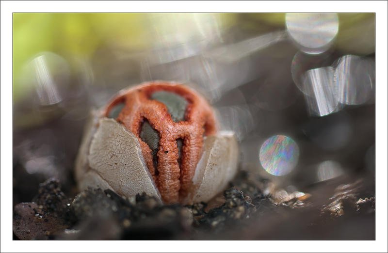 Clathrus cancellatus (Alex Alonso) Clathrus cancellatus (Alex Alonso)