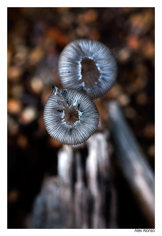 Coprinus. (Alex Alonso) Coprinus. (Alex Alonso)