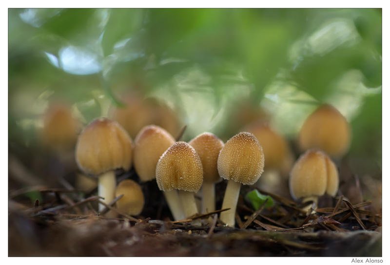 Coprinus micaceus (Alex Alonso) Coprinus micaceus (Alex Alonso)