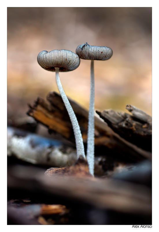 Coprinus sp (Alex Alonso) Coprinus sp (Alex Alonso)