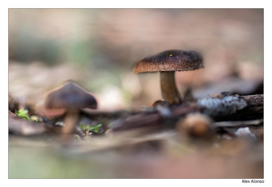 cortinarius sp (Alex Alonso) cortinarius sp (Alex Alonso)