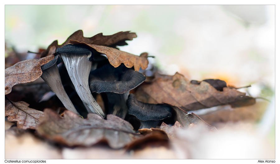 Craterellus conucopioides (Alex Alonso) Craterellus conucopioides (Alex Alonso)
