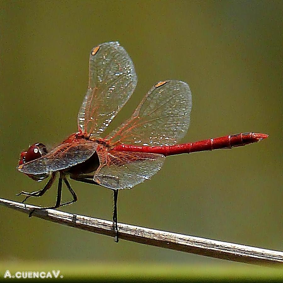 Crocothemis Erythraea. (Antonio Cuenca. vaya) Crocothemis Erythraea. (Antonio Cuenca. vaya)