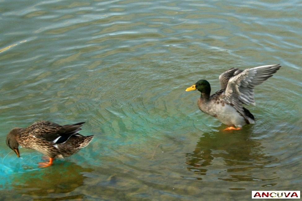 dos patitos. (Antonio Cuenca. vaya) dos patitos. (Antonio Cuenca. vaya)