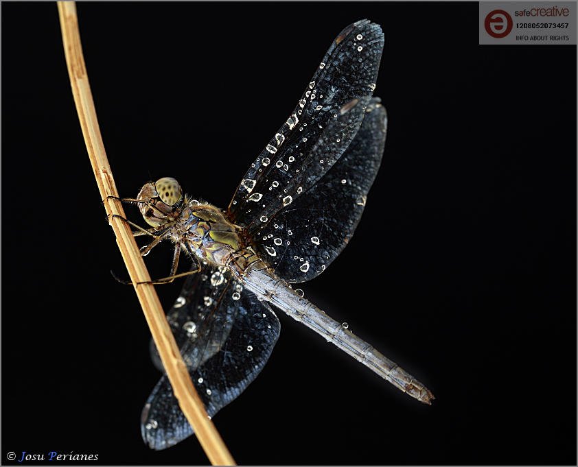 Dragonfly (Josu Perianes) Dragonfly (Josu Perianes)