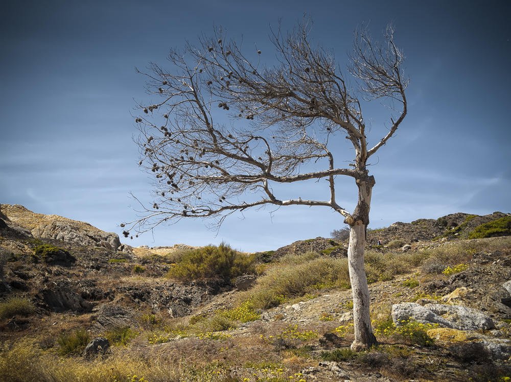 El arbol (Miguel Angel Vázquez Márquez) El arbol (Miguel Angel Vázquez Márquez)