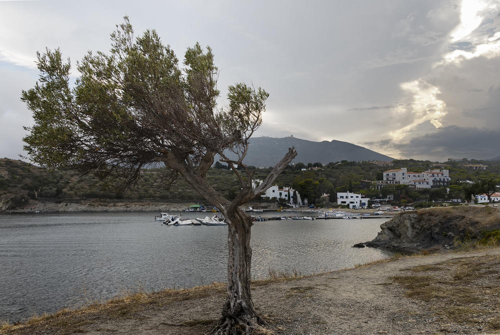 El árbol (Miguel Angel Vázquez Márquez) El árbol (Miguel Angel Vázquez Márquez)