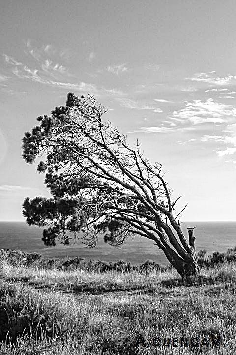 el azote del viento. (Antonio Cuenca. vaya) el azote del viento. (Antonio Cuenca. vaya)