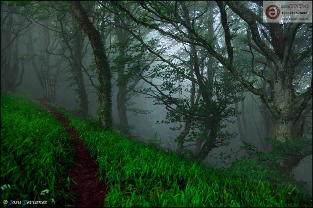 El Bosque animado
