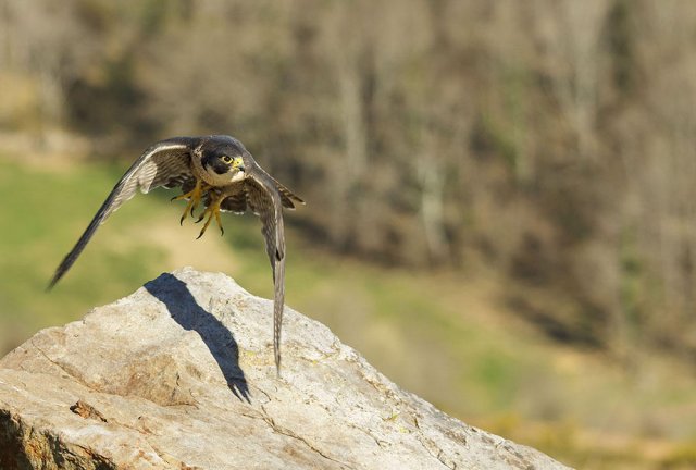 El vuelo del halcón.