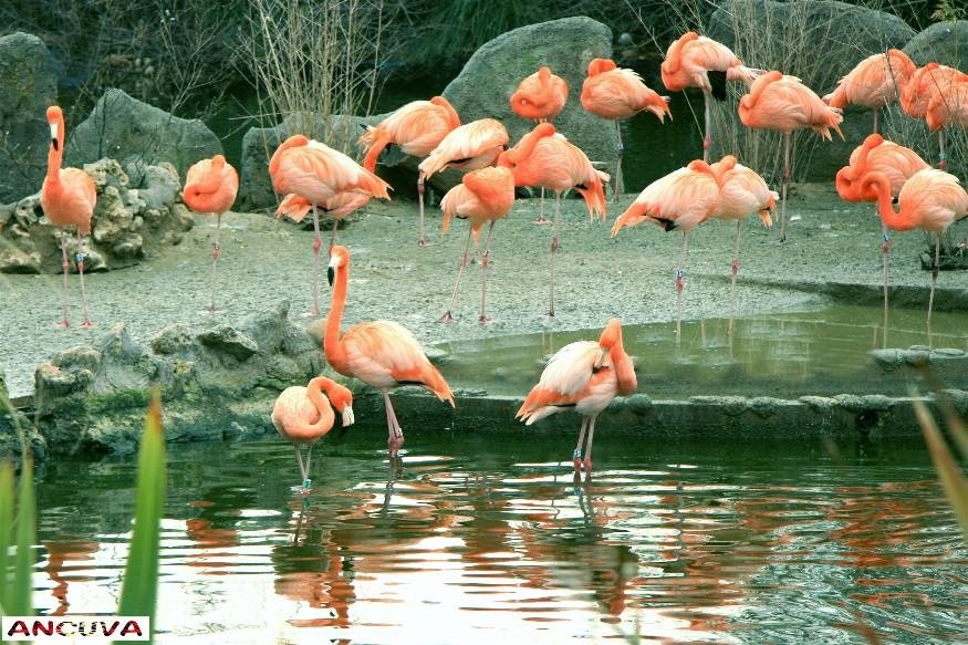 flamencos. (Antonio Cuenca. vaya) flamencos. (Antonio Cuenca. vaya)