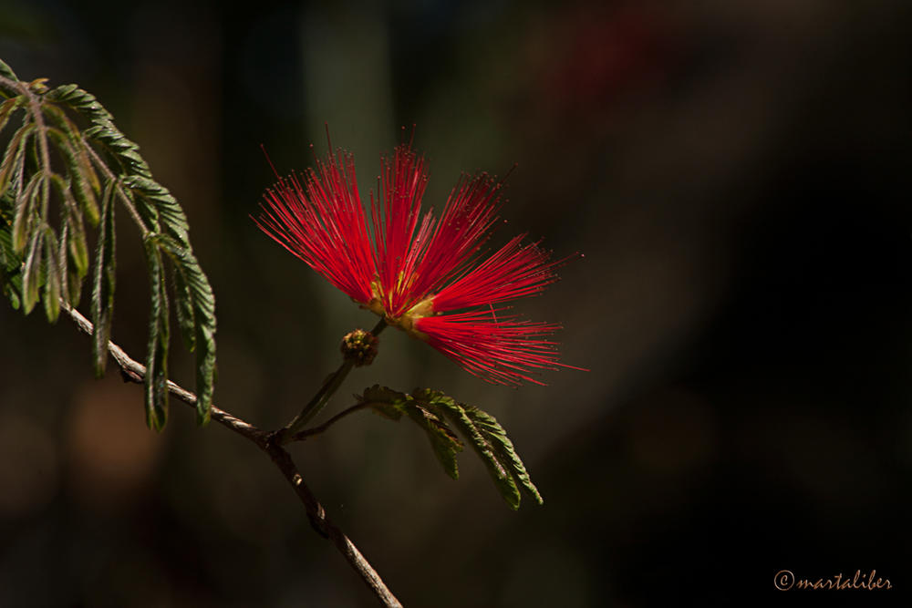 Flor (marta Liber) Flor (marta Liber)