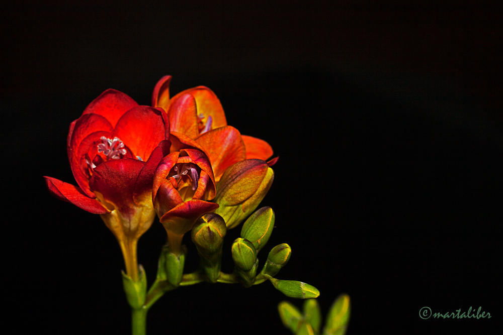 Fresias (marta Liber) Fresias (marta Liber)