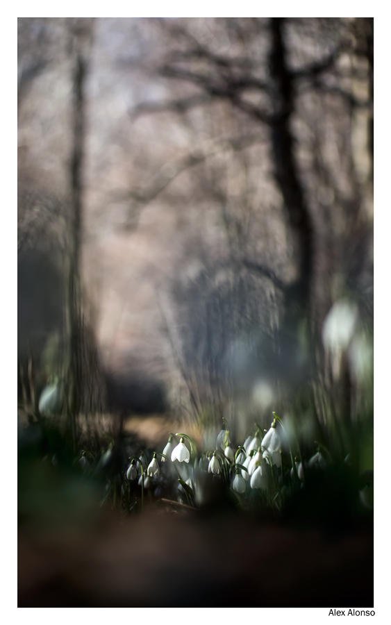 Galanthus nivalis (Alex Alonso) Galanthus nivalis (Alex Alonso)