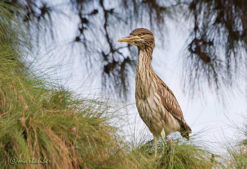 Garza Bruja Juveil (Nycticorax nycticorax) (marta Liber) Garza Bruja Juveil (Nycticorax nycticorax) (marta Liber)