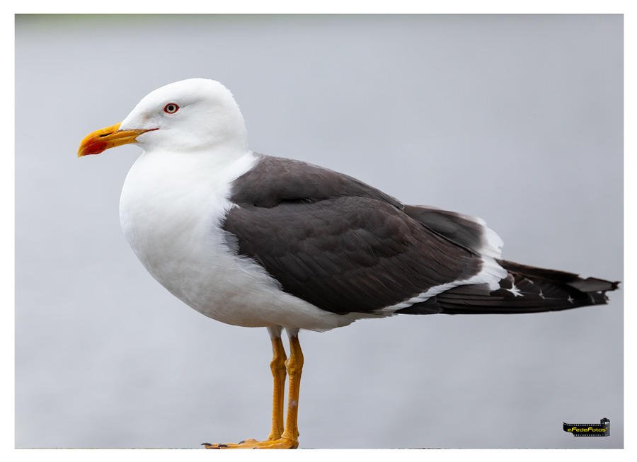 Gaviota de Fede Rosillo | fotored.es