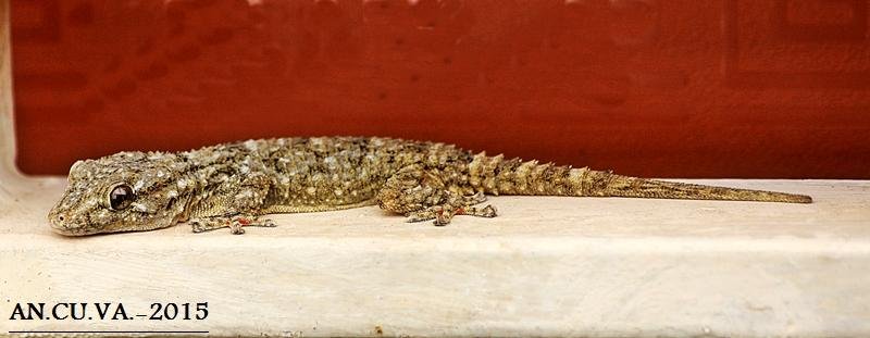 gekkonidae. (Antonio Cuenca. vaya) gekkonidae. (Antonio Cuenca. vaya)