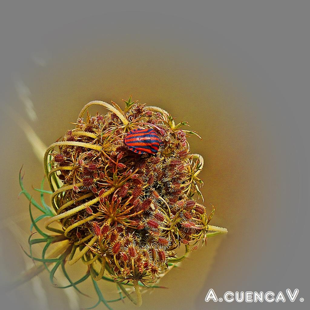 Graphosoma Lineatum. (Antonio Cuenca. vaya) Graphosoma Lineatum. (Antonio Cuenca. vaya)