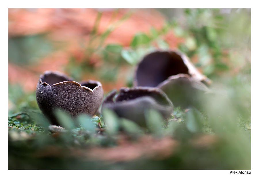 Helvella leucomelaena (Alex Alonso) Helvella leucomelaena (Alex Alonso)