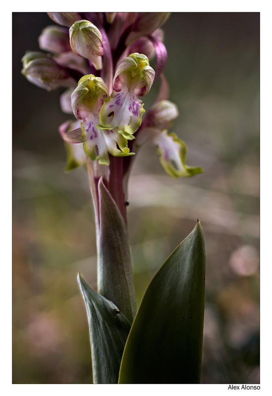 Himantoglossum robertianum. (Alex Alonso) Himantoglossum robertianum. (Alex Alonso)