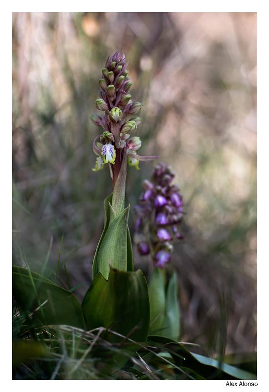 Himantoglossum robertianum. (Alex Alonso) Himantoglossum robertianum. (Alex Alonso)