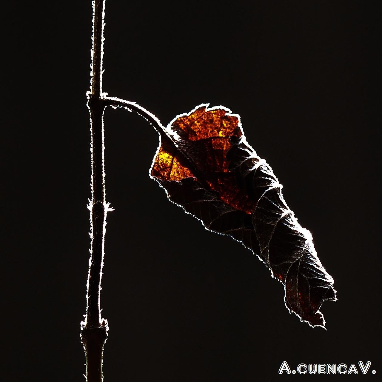 hoja muerta. (Antonio Cuenca. vaya) hoja muerta. (Antonio Cuenca. vaya)