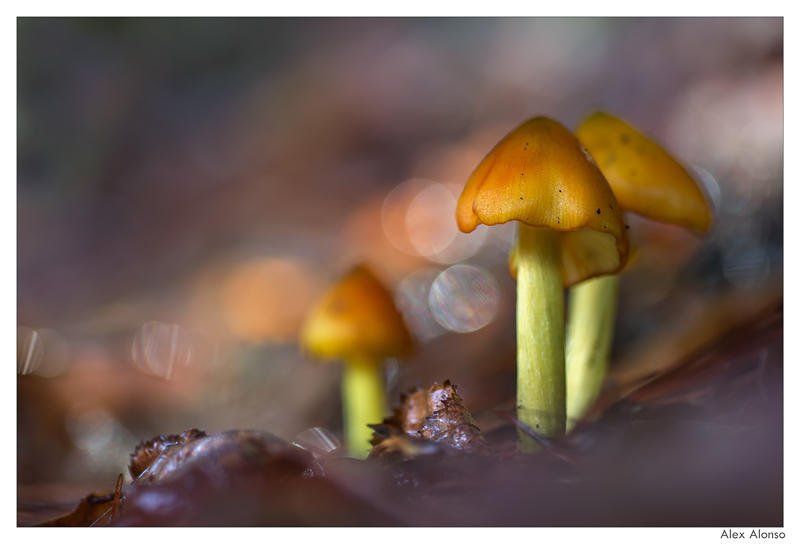 Hygrocybe conica (Alex Alonso) Hygrocybe conica (Alex Alonso)