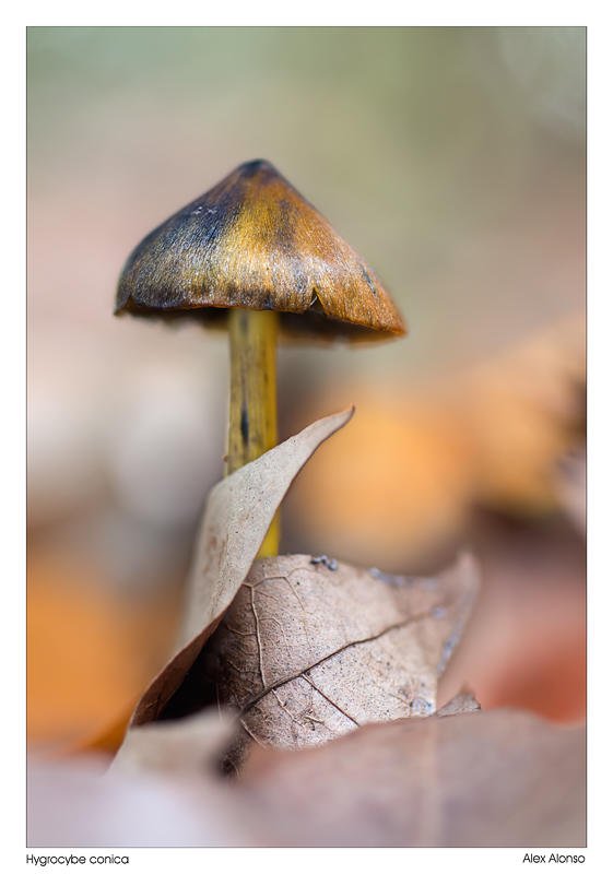 Hygrocybe conica (Alex Alonso) Hygrocybe conica (Alex Alonso)
